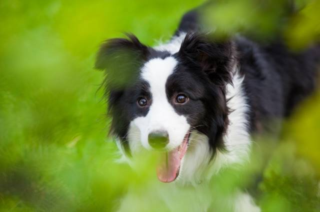 邊境牧羊犬使用說明書 寵物 第1張