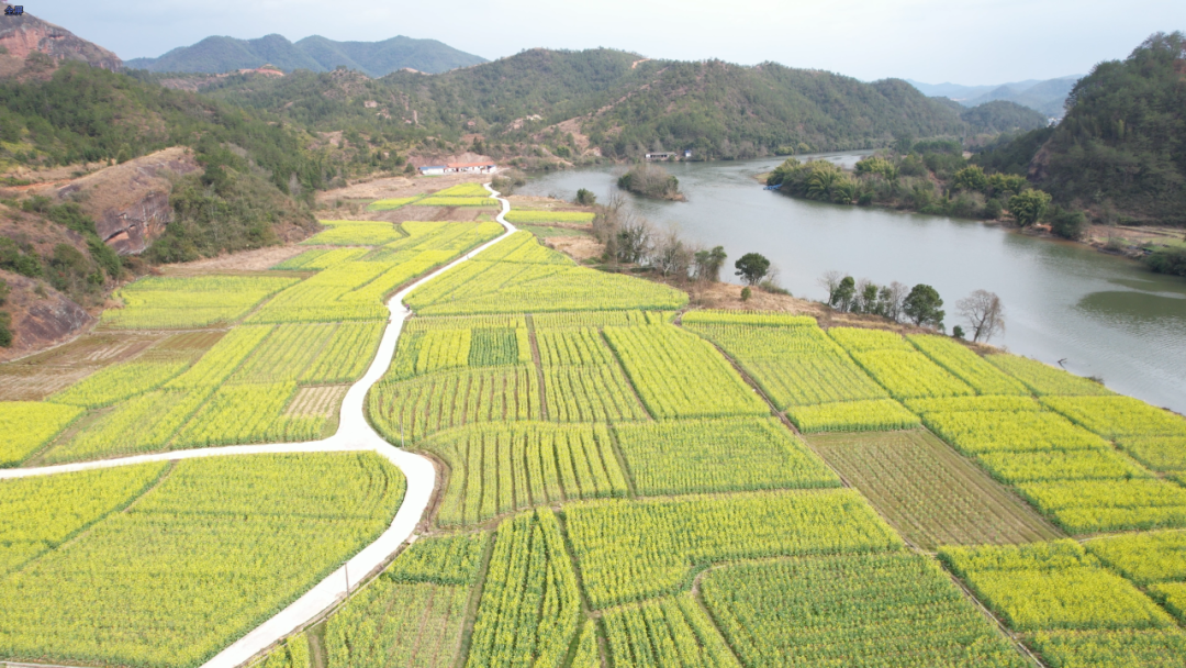 天心镇:千亩油菜花盛开,美丽乡村入画来! | 安远县信息公开