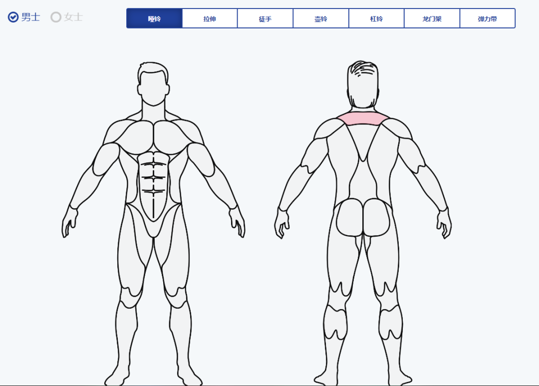musclewiki ，健身指南，科学健身，塑造完美身材。