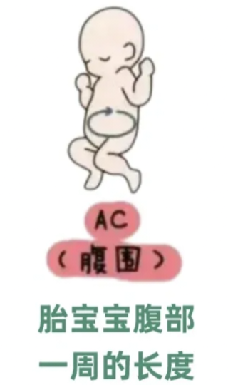 眼科ab超单怎么看1分钟带你看懂孕检B超单，解读秘籍准妈妈必备！_https://www.jmylbn.com_新闻资讯_第10张