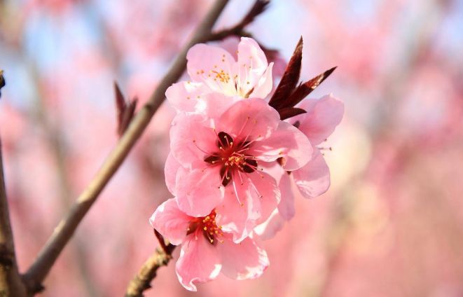 这几种人天生自带桃花命！一生好命又富贵~