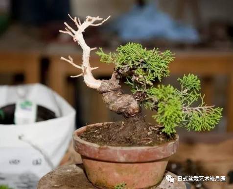 小柏树的初次塑性 日本川口盆栽村