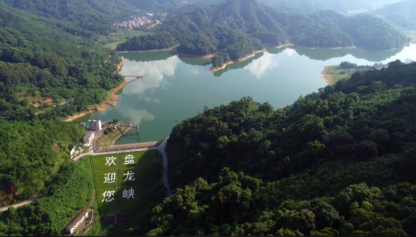 这杯靓茶产自肇庆