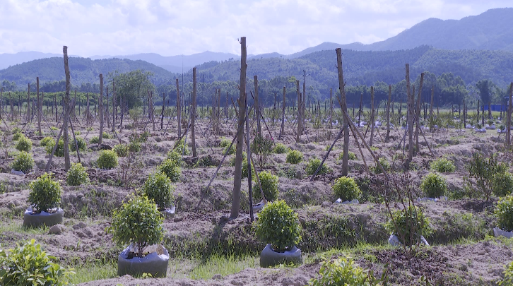 德庆莫村镇益村村花木种植带动贫困户稳定脱贫 - 三大攻坚战 - 肇庆市