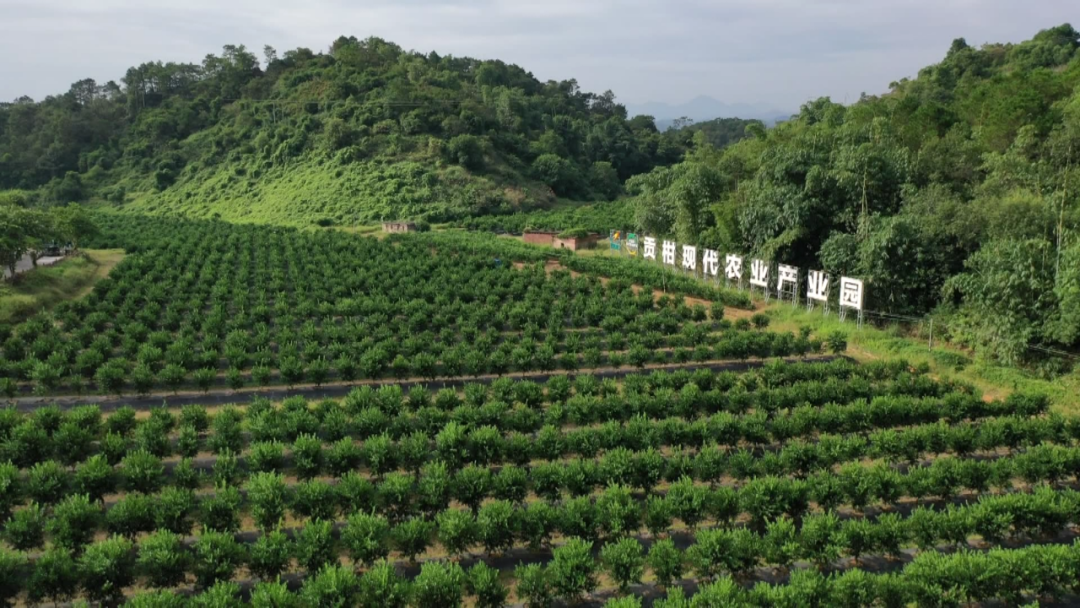 乡村振兴德庆打造现代农业产业园带动农业增效农民增收