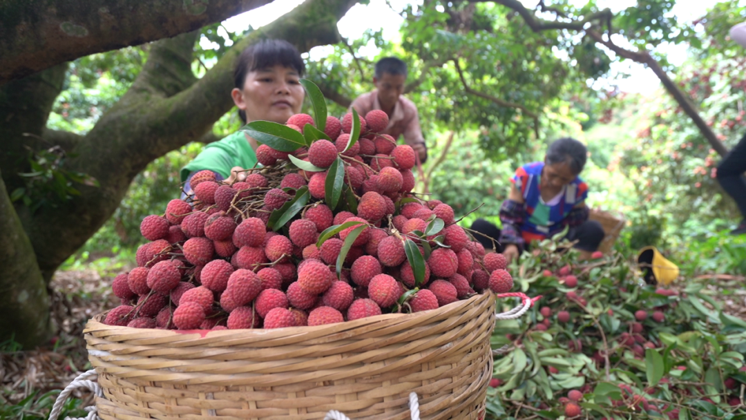 甜蜜上市九市镇洞寮村荔枝喜获丰收