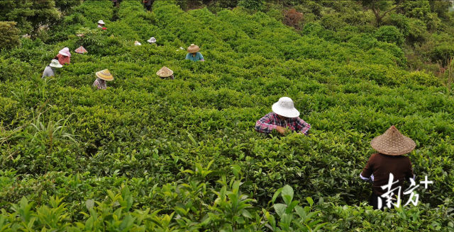 “宋茶”成为后花园村乡村振兴的金名片。  受访者供图