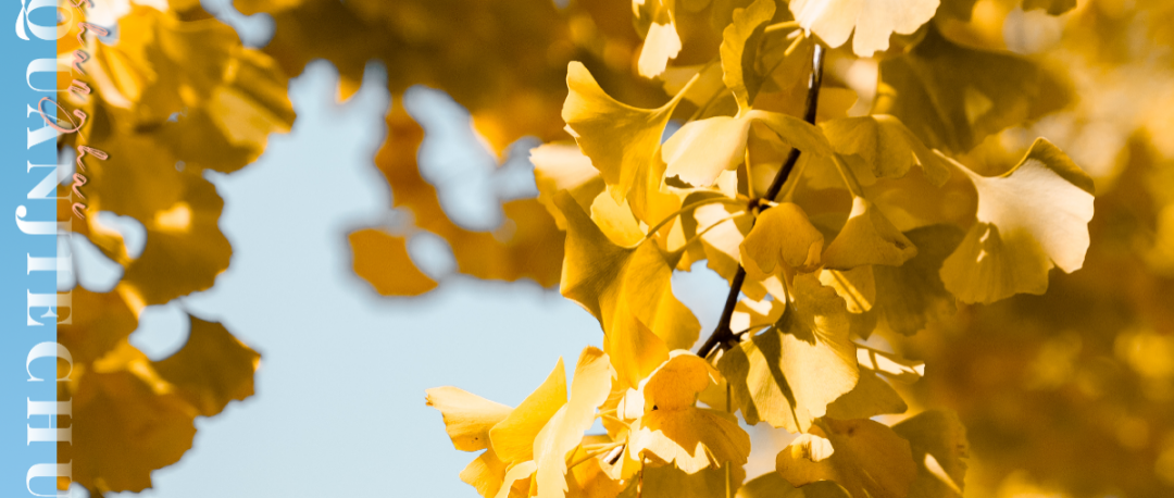 是什么树黄了，能让魔都人都坐不住