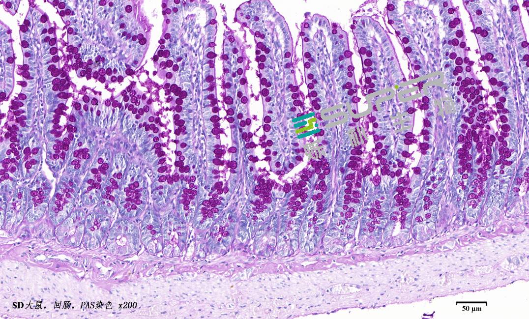 blue- periodic acid schiff staining)简称ab-pas染色染色对象:粘性