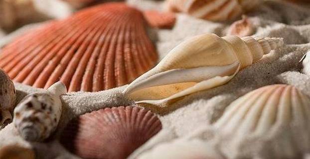 赤潮高发期来了 最近吃这几类海鲜需谨慎