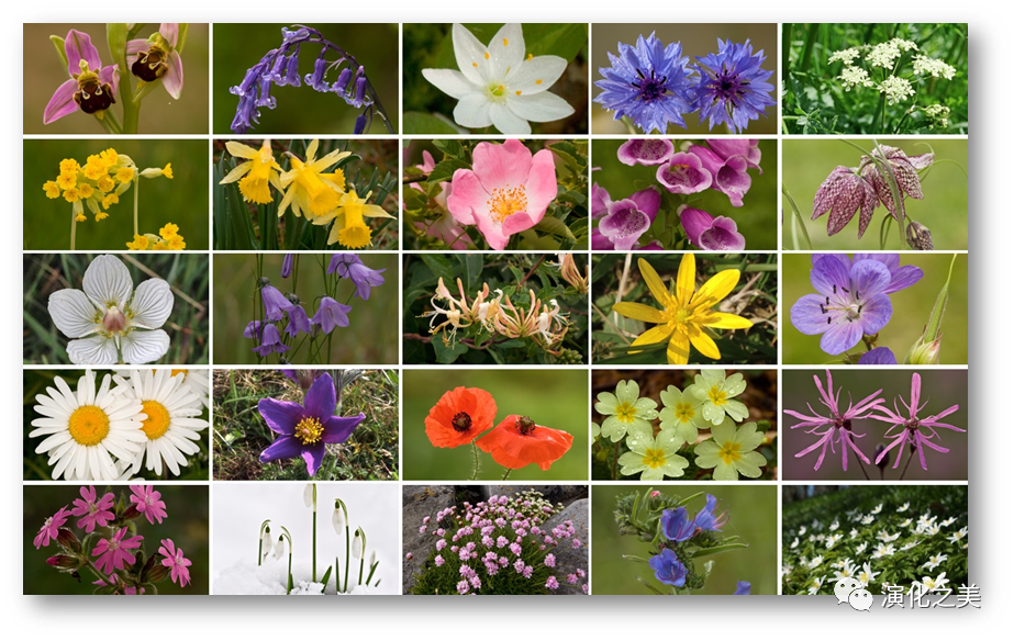 科学网—植物智慧——花朵凋落带走的只是“躯体”但留存了“灵魂” - 郁文彬的博文