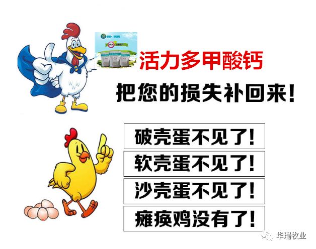 甲酸钙提高蛋鸡产蛋量减少破壳