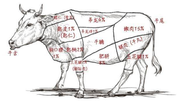 一天一头牛,新鲜不隔夜!在潍坊也可以吃到如此正宗的潮汕牛肉火锅!
