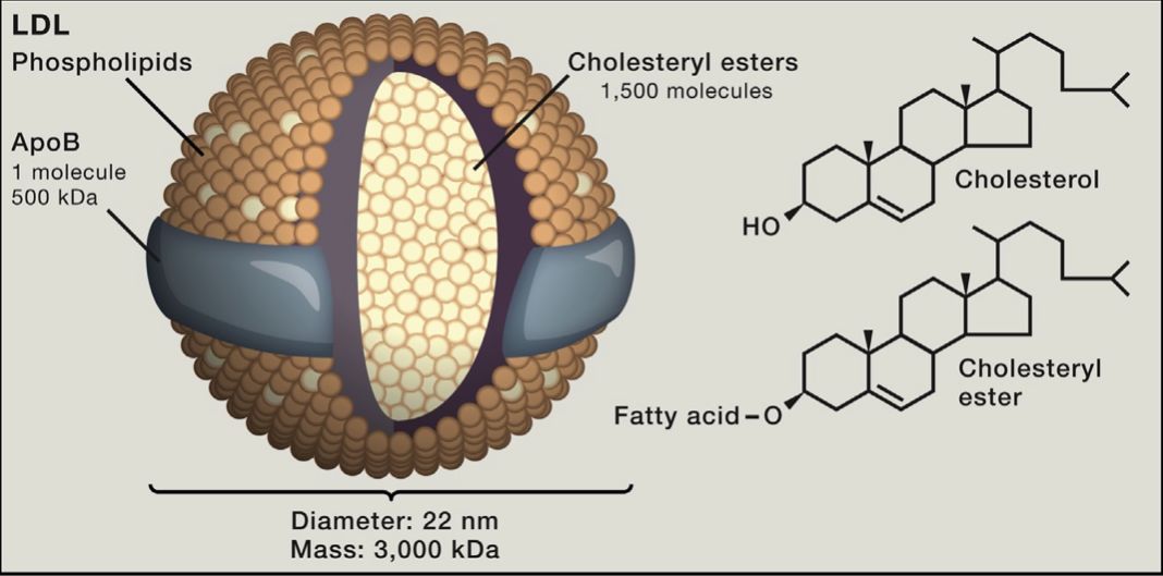 医用臭氧有什么作用“医用三氧大自血免疫疗法”具有氧化胆固醇的功能！_https://www.jmylbn.com_新闻资讯_第5张
