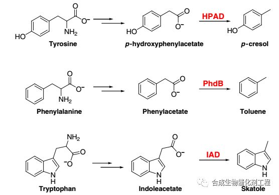 天大张雁与赵惠民实验室合作找到粑粑臭味&ldquo;元凶&rdquo;吲哚乙酸脱羧酶