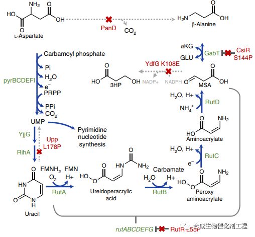條條大路通β丙氨酸大腸桿菌至少有3種辦法彌補天冬氨酸脫羧酶缺陷