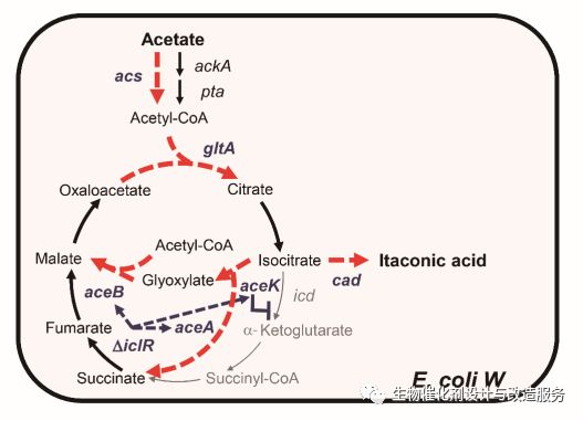 图1.基因工程策略图示
