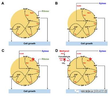 甲醇依赖型谷氨酸棒杆菌构建示意图