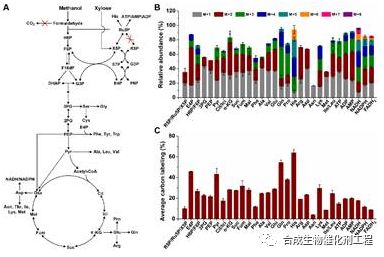 甲醇依赖型谷氨酸棒杆菌利用13C标记甲醇合成生物质