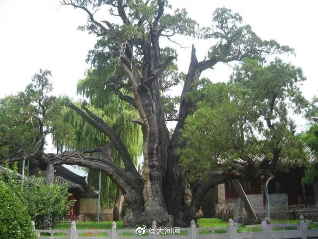 “二将军柏”（图据大河网官方微博）