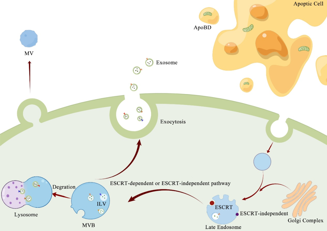 怎么销售透化治疗系统Mol Neurobiol 综述︱温州医科大学倪文飞／周凯亮团队关注细胞外囊泡在治疗中枢神经系统创伤中的重要作用_https://www.jmylbn.com_新闻资讯_第3张