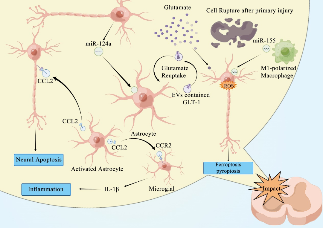 怎么销售透化治疗系统Mol Neurobiol 综述︱温州医科大学倪文飞／周凯亮团队关注细胞外囊泡在治疗中枢神经系统创伤中的重要作用_https://www.jmylbn.com_新闻资讯_第5张