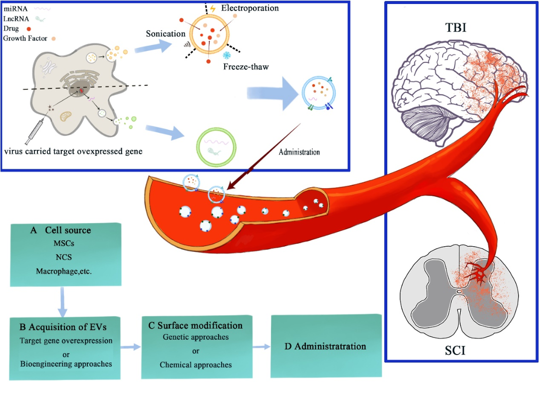 怎么销售透化治疗系统Mol Neurobiol 综述︱温州医科大学倪文飞／周凯亮团队关注细胞外囊泡在治疗中枢神经系统创伤中的重要作用_https://www.jmylbn.com_新闻资讯_第8张
