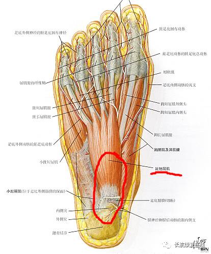 足底的趾短屈肌腱及附着之上的筋膜发生无菌性炎症所致疼痛疾病的总称