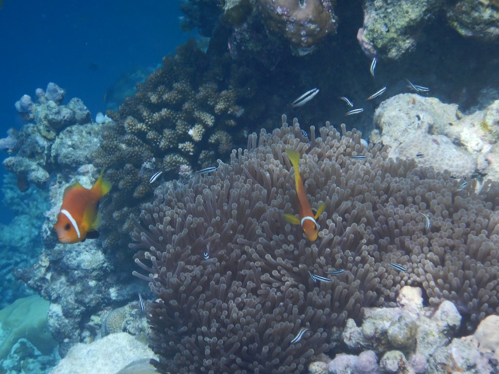 網紅海島因缺客身價暴跌，蝠鱝藍眼淚拖尾沙灘全有，回國不用隔離 旅遊 第11張