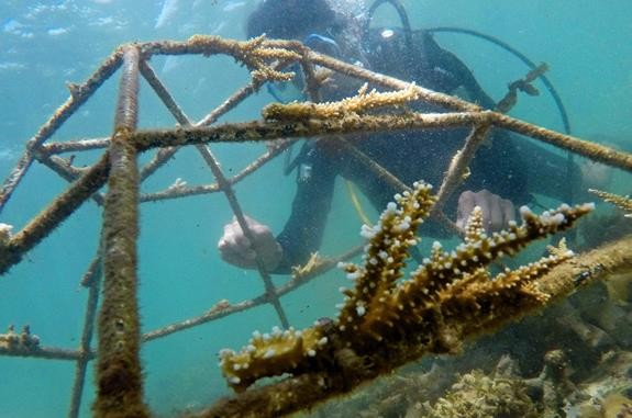 這島憑1片玻璃吸引全球社畜，種珊瑚孵海龜高逼格玩海，回國免隔離 旅遊 第3張