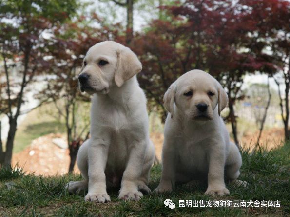 昆明出售3个月的拉布拉多犬 公母均有 包犬瘟细小 签协议宠物狗狗活体昆明出售宠物狗狗云南犬舍