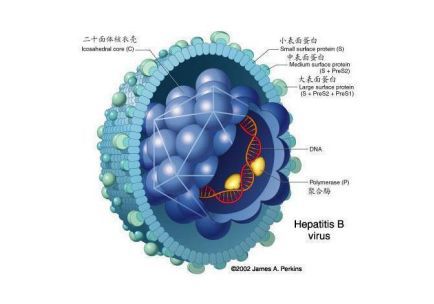 【科普】使用口服抗病毒藥物什麼時候可以停藥？ 健康 第2張