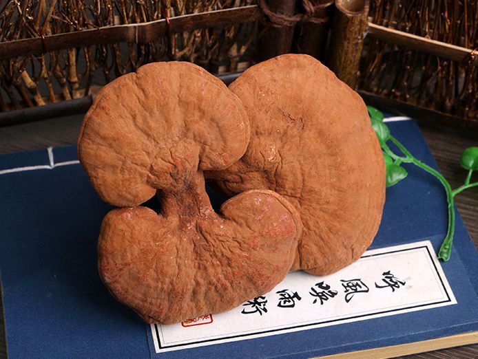 灵芝可是“国宝级”补品，正常人能吃灵芝吗？