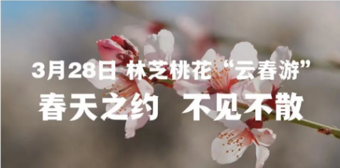 林芝桃花節將於4月2日舉行 旅遊 第5張