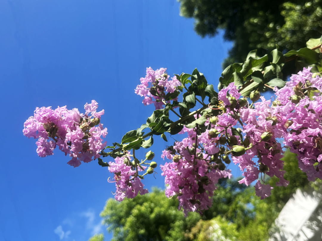 一起打卡普陀公共绿地,看紫薇花开!