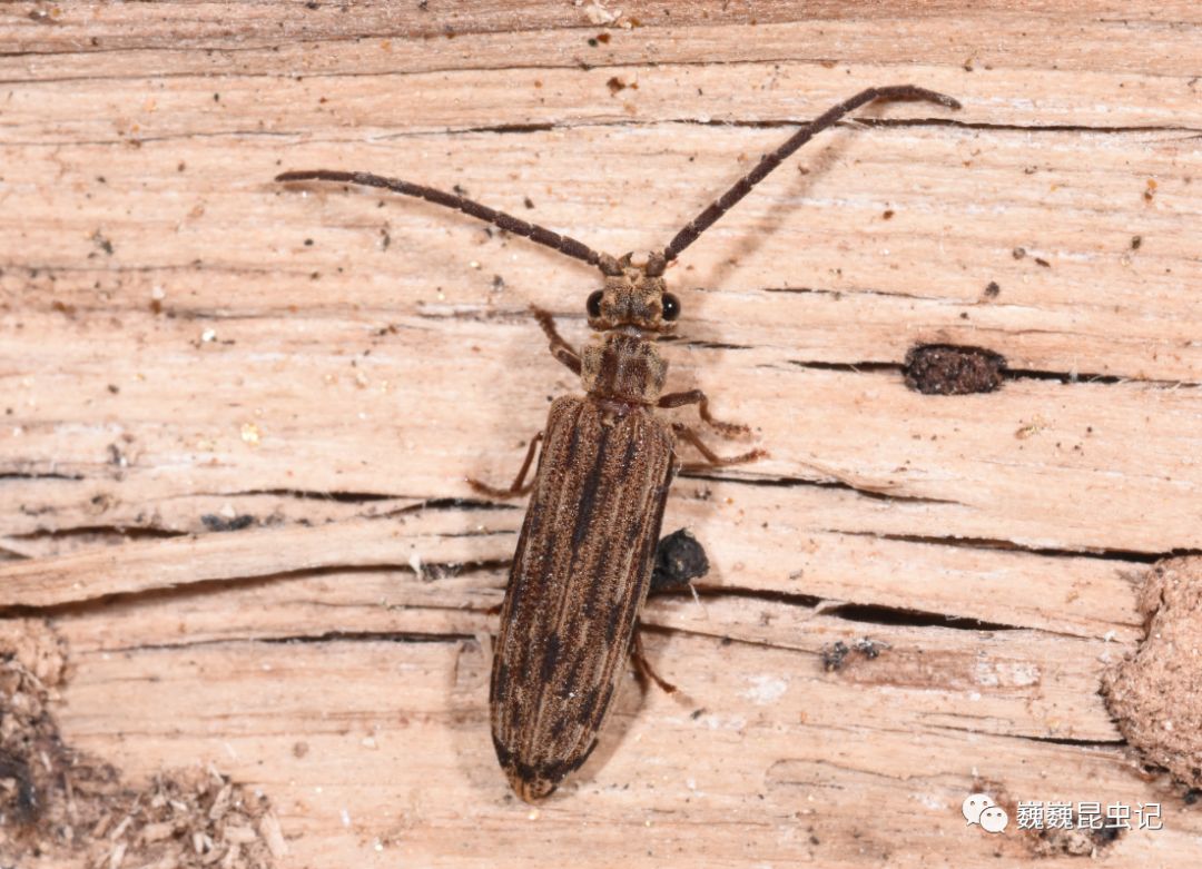 【虫谱大不雅】古老的甲虫——原鞘亚目archostemata