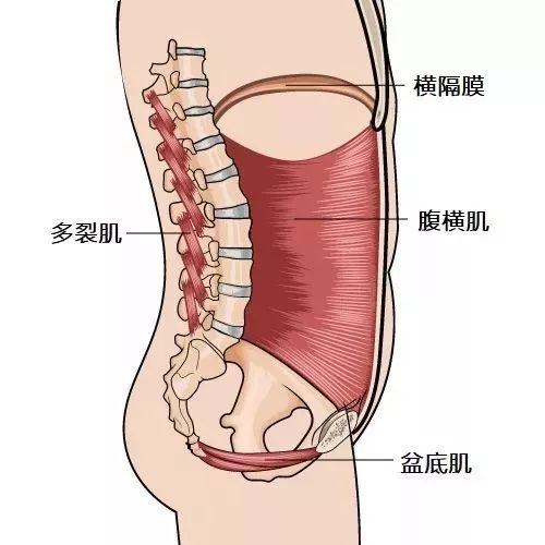 悬吊训练系统 怎么装腰痛康复神器！挪威红绳悬吊训练系统Redcord_https://www.jmylbn.com_新闻资讯_第4张