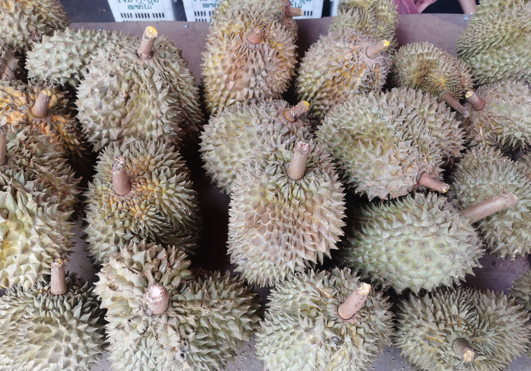 农业老挝榴莲大上市20多元公斤但这些吃榴莲禁忌千万要看