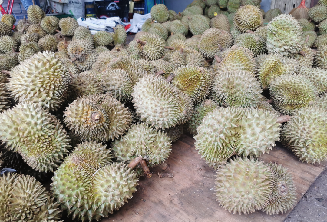 农业老挝榴莲大上市20多元公斤但这些吃榴莲禁忌千万要看