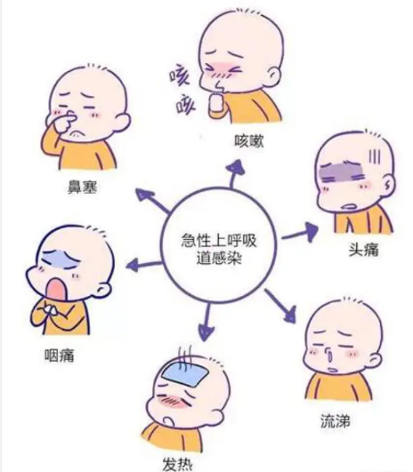 怎么区别呼吸上呼吸道与下呼吸道区别？_https://www.jmylbn.com_新闻资讯_第5张