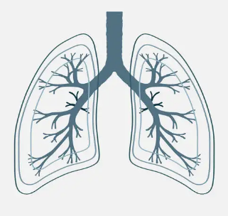 怎么区别呼吸上呼吸道与下呼吸道区别？_https://www.jmylbn.com_新闻资讯_第6张