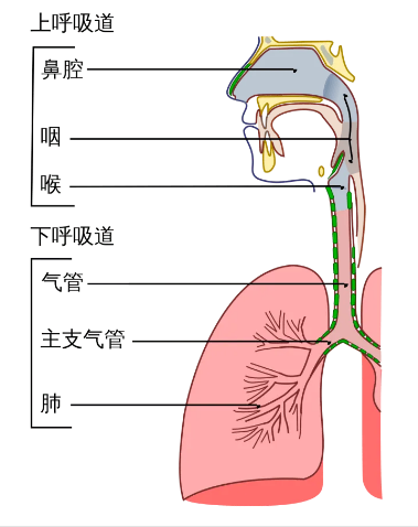 怎么区别呼吸上呼吸道与下呼吸道区别？_https://www.jmylbn.com_新闻资讯_第4张