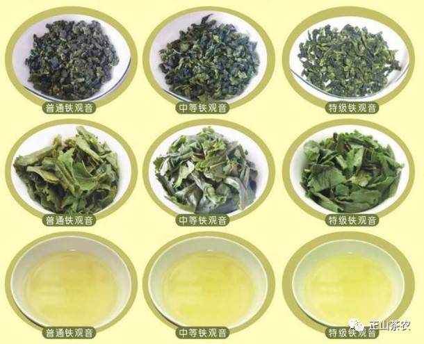 下面来给大家分享下如何辨别铁观音的好坏