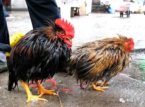 相术研究：相学中的十一种寒相