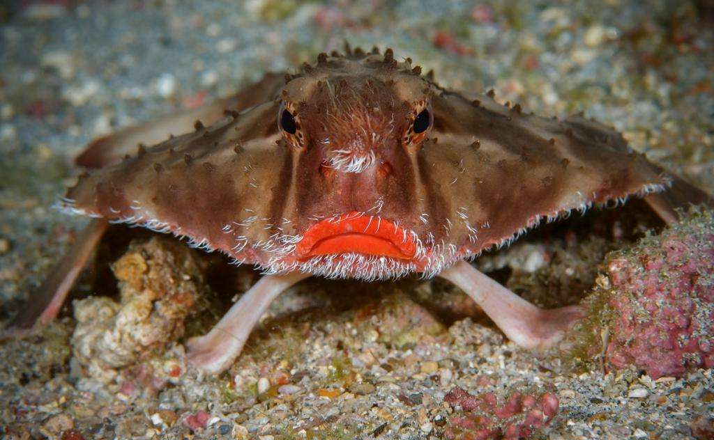 壳聚糖生物敷料治什么伤口愈合“神器”—壳聚糖功能性敷料_https://www.jmylbn.com_新闻资讯_第5张