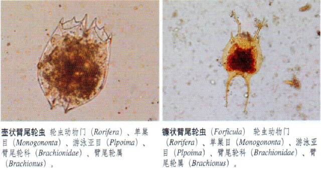 特别推送 常见浮游动物图谱 水产养殖生态调控 微信公众号文章阅读 Wemp