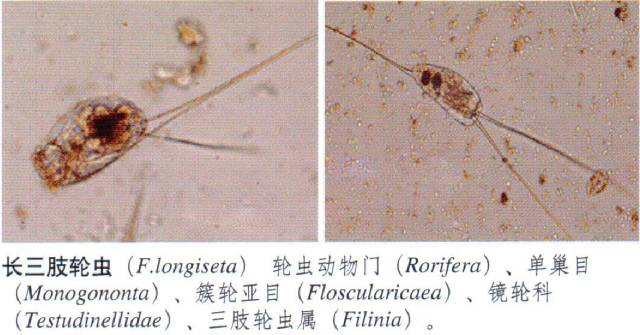 特别推送 常见浮游动物图谱 水产养殖生态调控 微信公众号文章阅读 Wemp