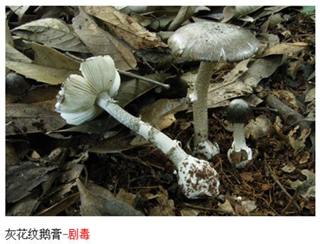 手动病床怎么装视频​【视频合集】云南大哥大姐“吃菌中毒”，病床上“胡言乱语”太搞笑！_https://www.jmylbn.com_新闻资讯_第13张