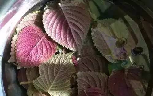這種葉子夏天到處是 泡茶喝散寒解毒 降壓降脂 實用小百科 微文庫