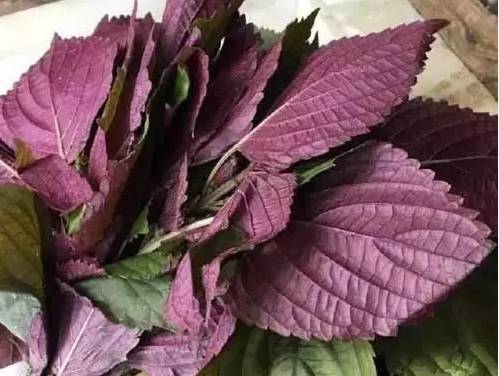 這種葉子夏天到處是 泡茶喝散寒解毒 降壓降脂 實用小百科 微文庫